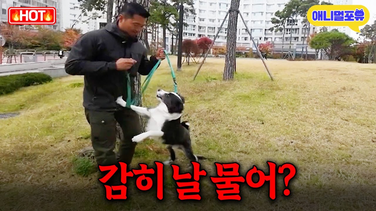정신 못 차리고 강형욱 물어버린 보더콜리의 최후 I KBS 개는 훌륭하다 221219 방송