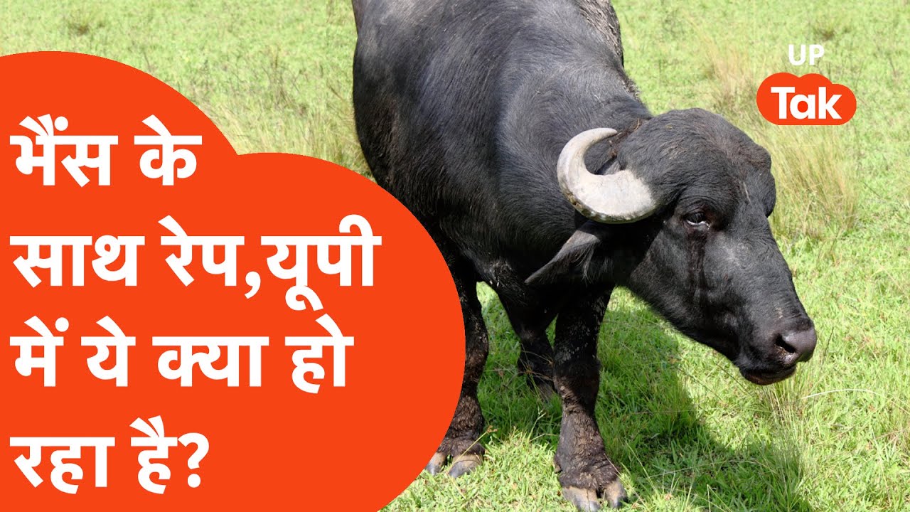Kaushambi News: भैंस के साथ रेप, यूपी के कौशांबी में ये क्या हो गया?