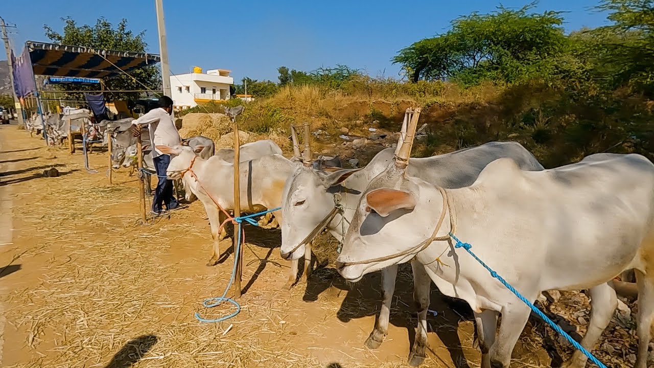 ಸಿದ್ದಗಂಗಾ ಜಾತ್ರೆ 2026 - ಹಳ್ಳಿಕಾರ್ ಕರುಗಳ ಮಾರಾಟ