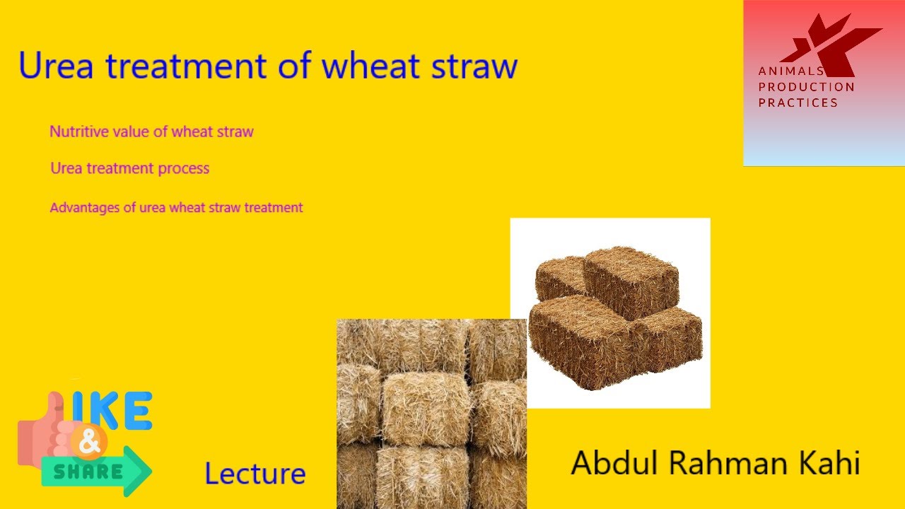 Urea treatment of wheat straw
