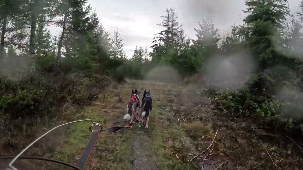 Bikjoring in a lot of water!!!