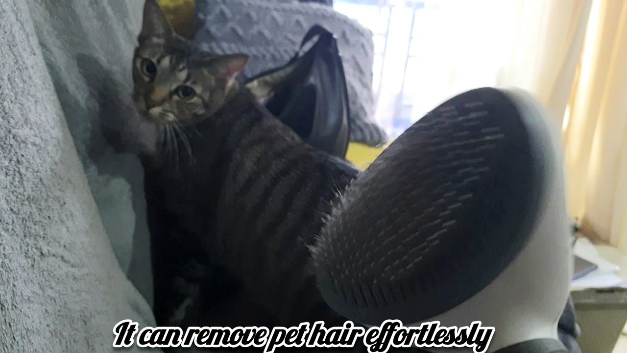 Cat likes her new brush |CatsLifePH