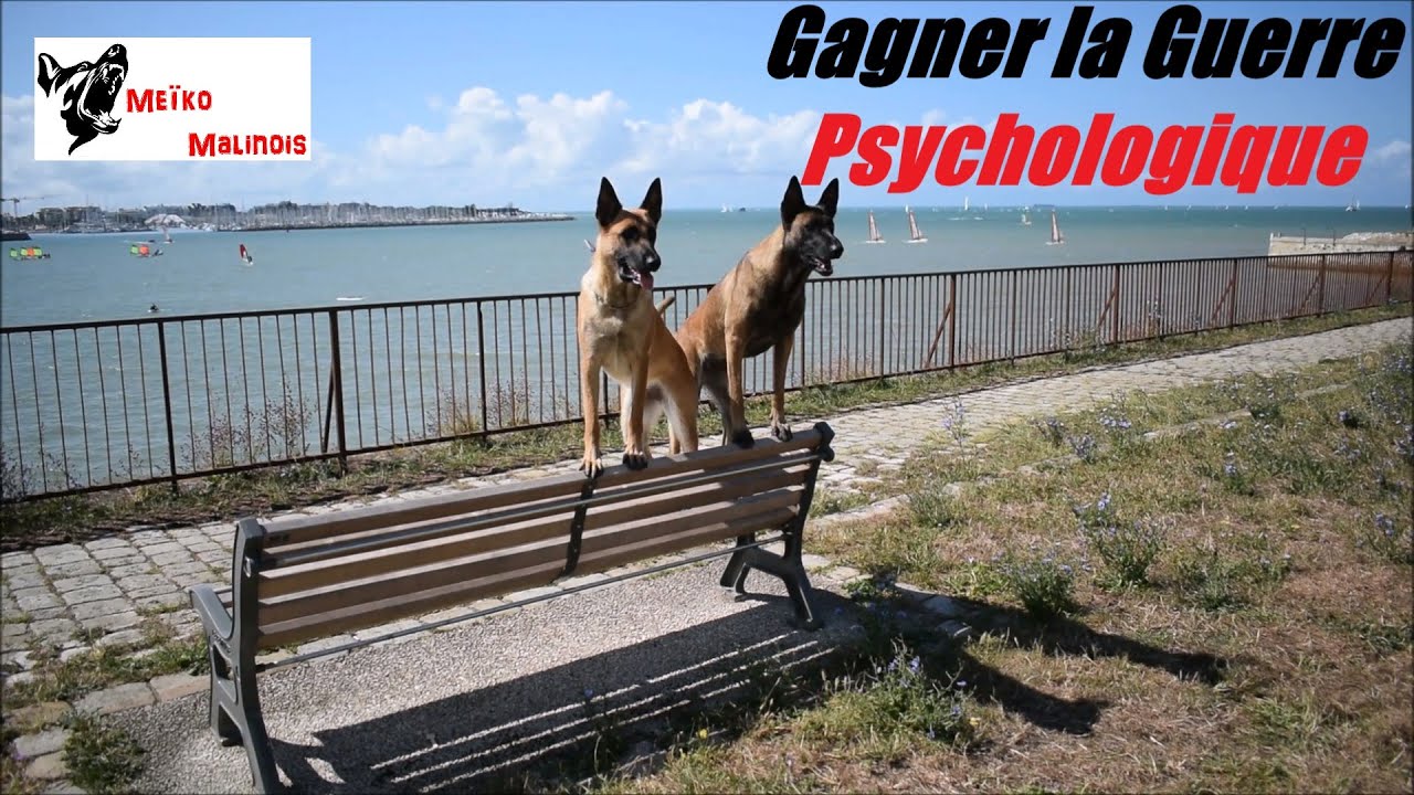 Ne Jamais rien Lâcher avec son Chien