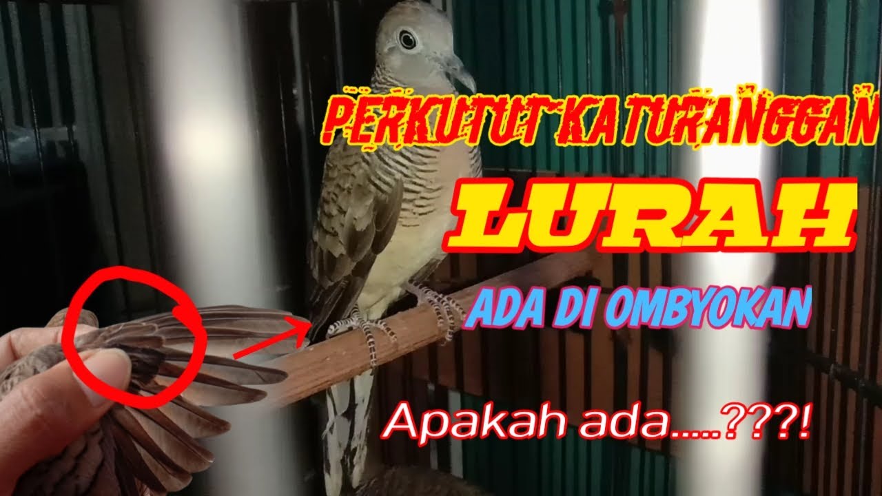 Perkutut Katuranggan Lurah di ombyokan