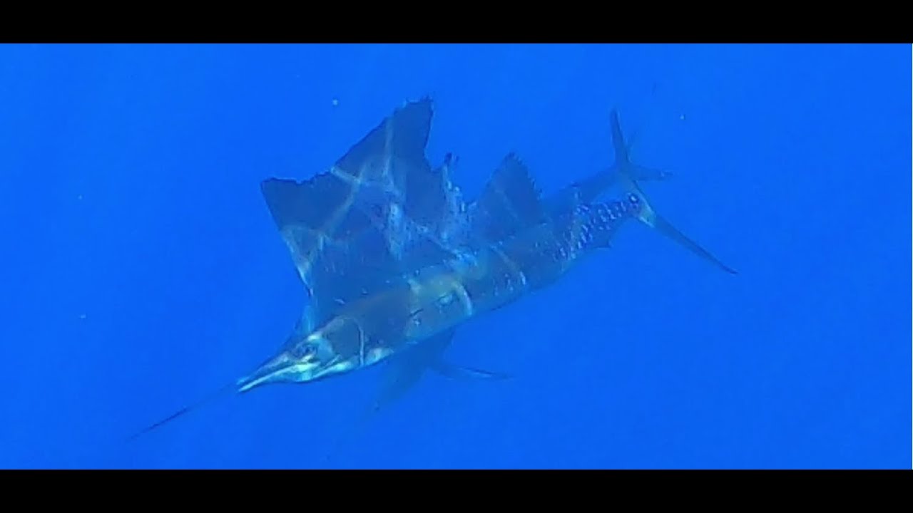 Hawaii Kayak Fishing | Sailfish Fight for my Bait!