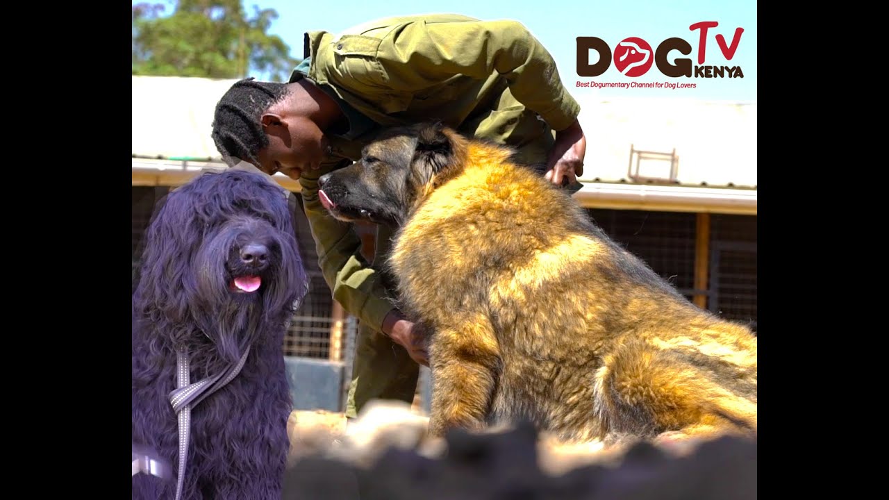 GIANT DOGS @NAFF  KENNEL (DOG TV KENYA EPISODE 105)