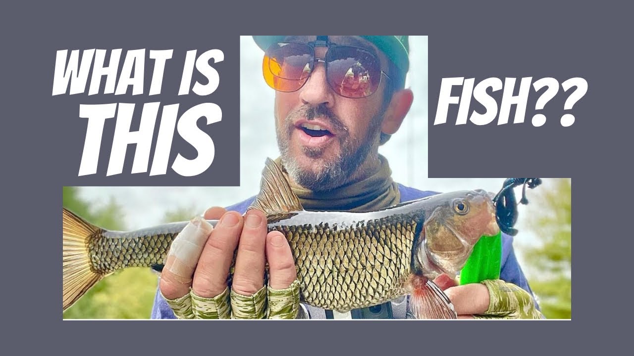 Fallfish: The Most Underrated Gamefish
