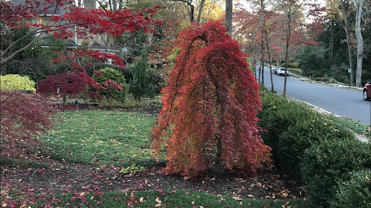 RYUSEN JAPANESE MAPLE - JAPANESE MAPLES EPISODE 40