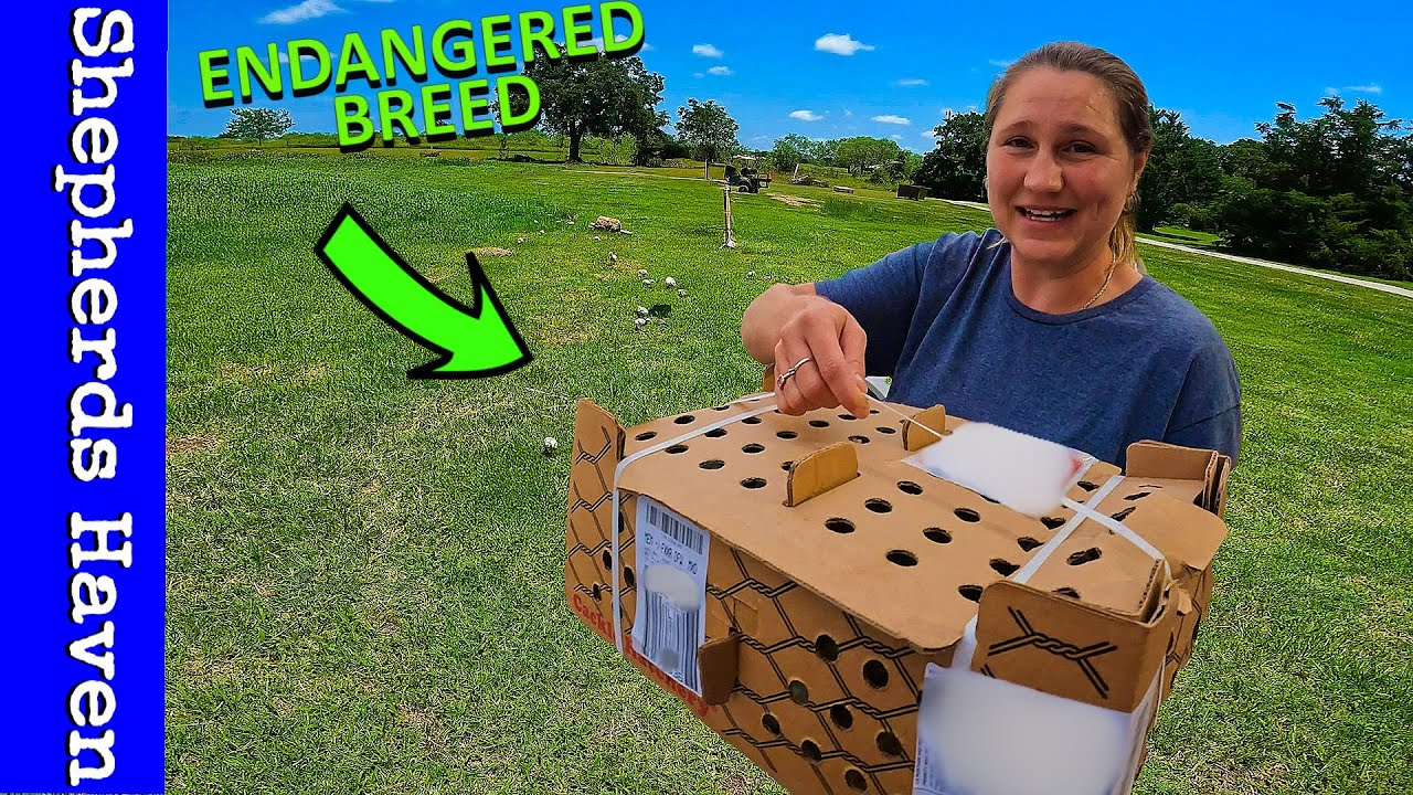 First Animals Arrive To The Homestead ENDANGERED BREED?