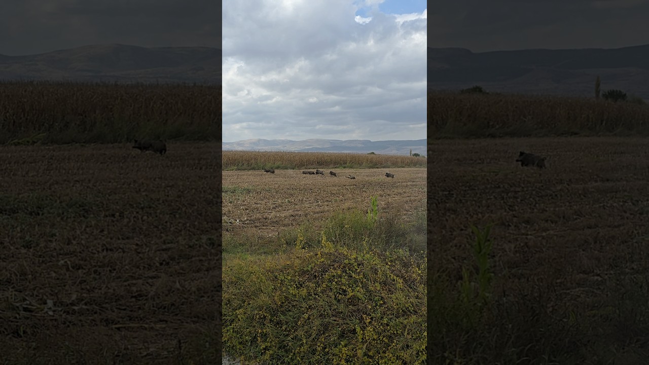 Yaban domuzu avı / Wild boar hunting #okaysahin #wildboar #hunting