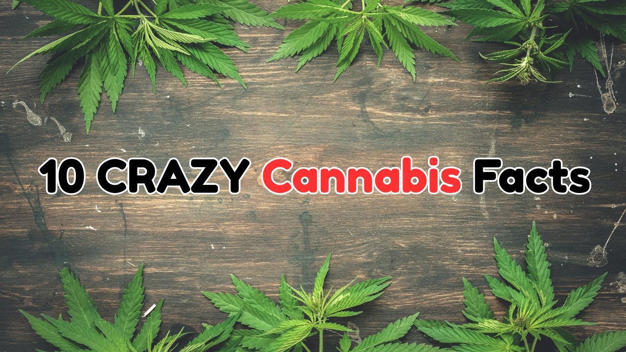 10 Crazy Cannabis Facts You Probably Didn&rsquo;t Know 🌿