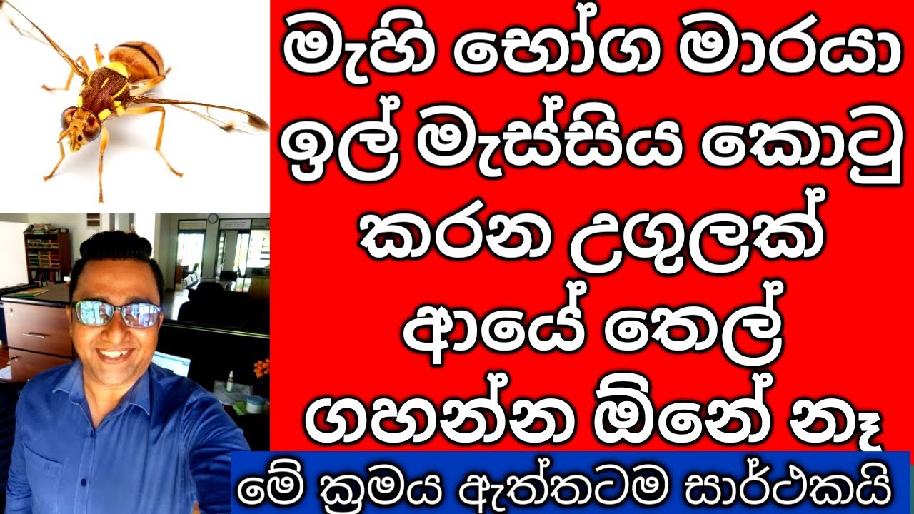 Melon fly Damage in Sri Lanka Symptoms & Controlling Trap | මැහි භෝග වගාවේ ඉල් මැස්සා පාලනයට උගුලක්