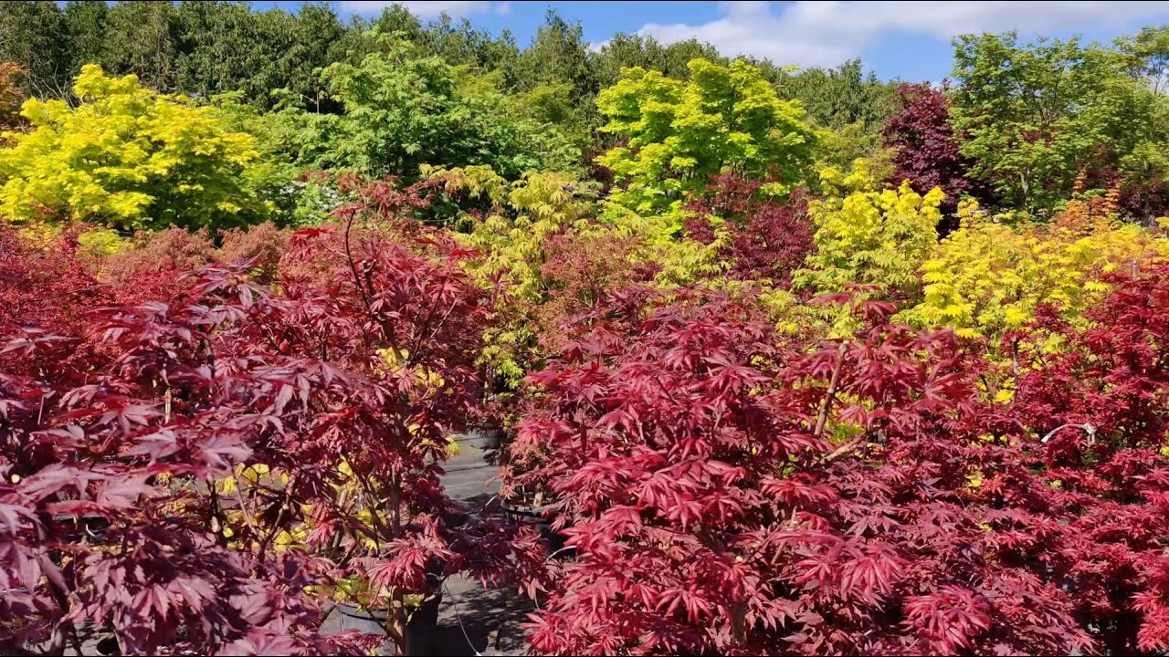 Japanese Maples - Visiting Baumschule Nielsen (Nursery), May 3 '25 - GH 4, 5 and Area Walk