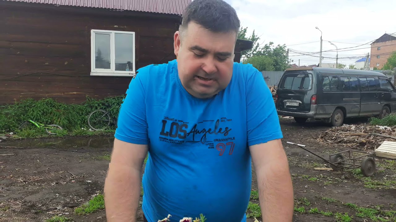 ВЫСАЖИВАЮ ПЕТУНИЮ В БОЧКУ 200 ЛИТРОВ.