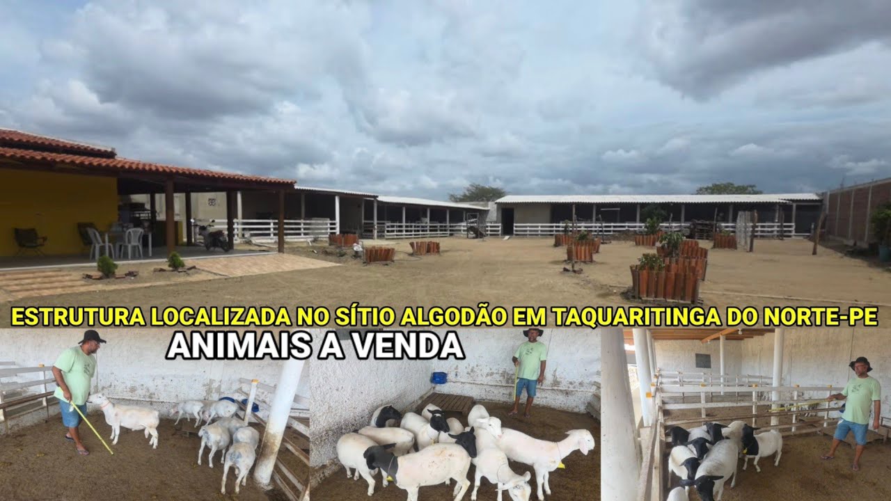 ESTRUTURA BOA PRA QUEM QUER COMEÇAR UM PRANTEL DE OVINOS. COPIAR O MODELO