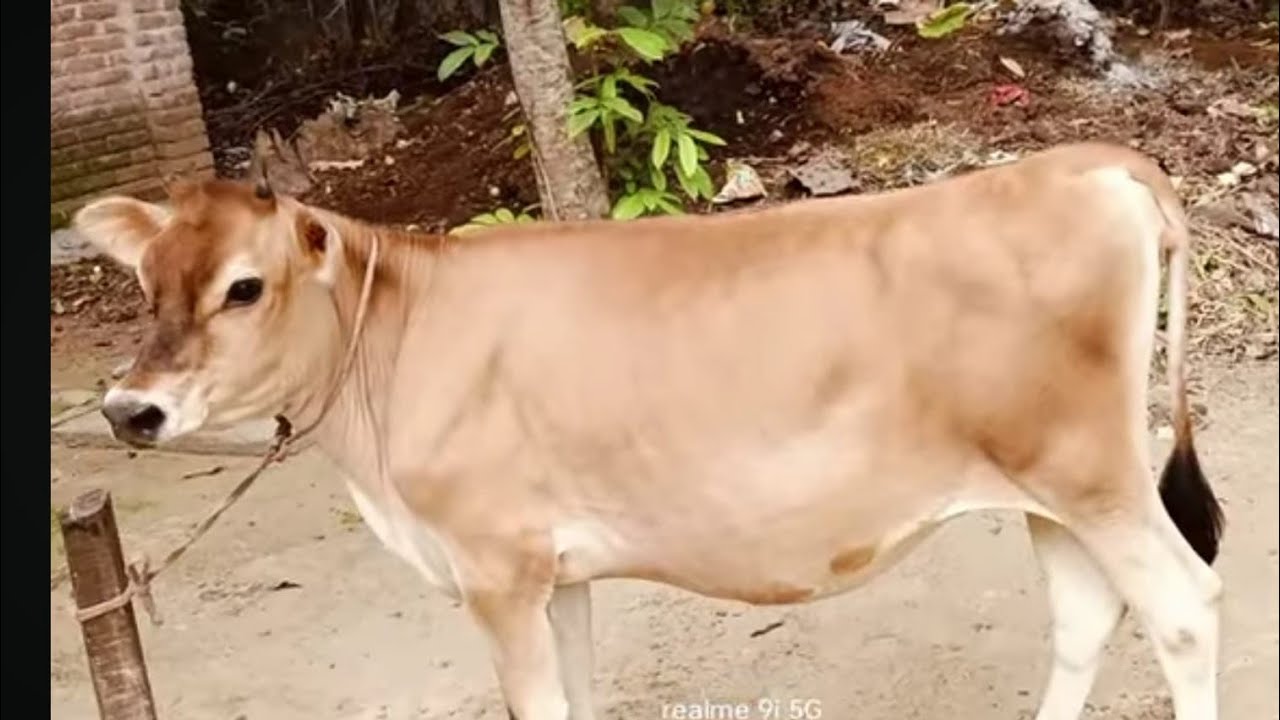 জীবনের সেরা জার্সি আব্দুল্লাহ ডেইরি ফার্ম বাঘাবাড়ি মিল্ক বিক্রি হবে ০১৭৫৩৩৯১৯২০ সাগর#cow 
