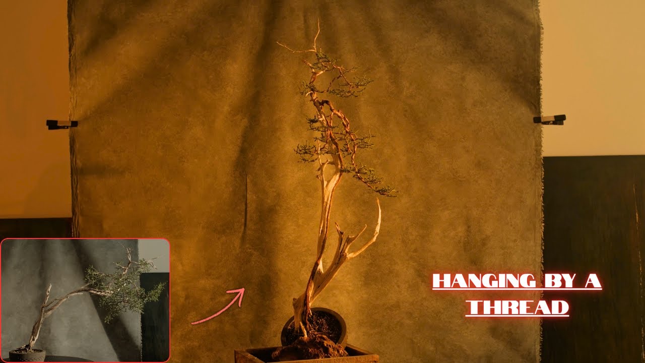 Life on the Edge: A Delicate Bonsai Transformation