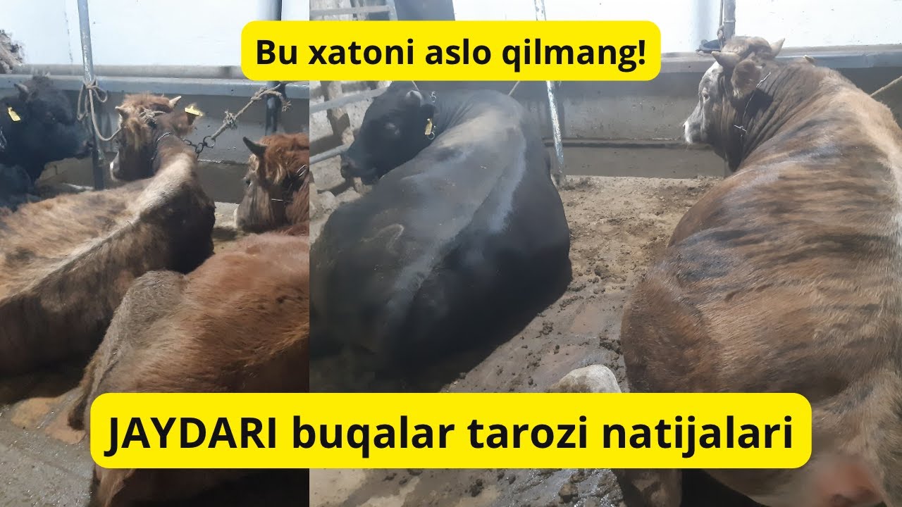 JAYDARI buqlarni semirtirishning oson usuli. IDEALKORM #idealagrar #simmental #ozuqa