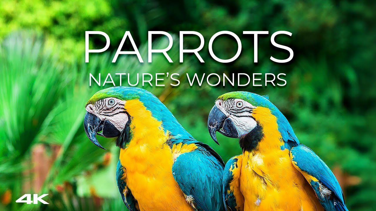 🦜 Parrots in the Wild in 4K 🌍 | Pure Tropical Serenity 🍃| Nature’s Wonders 🌿