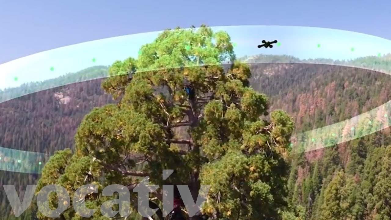 Drones Are Monitoring California’s Sequoia Trees