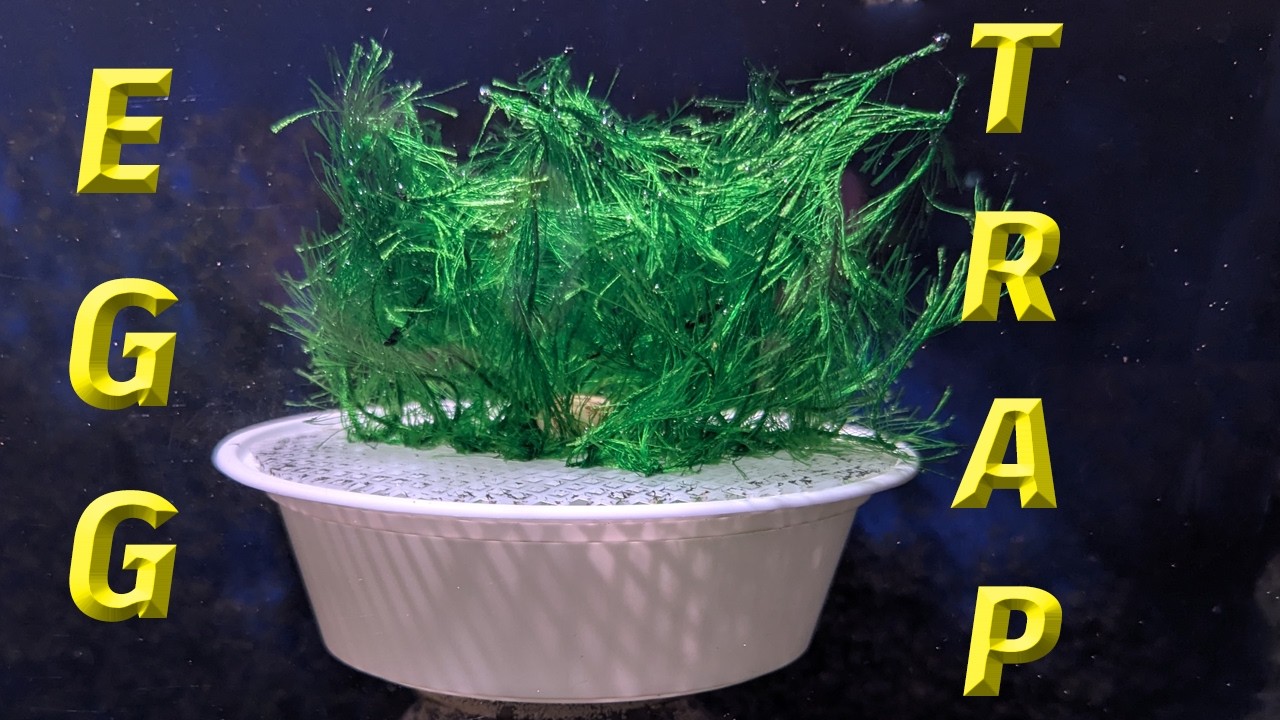 MODIFIED EGG TRAP WITH SYNTHETIC MATERIAL