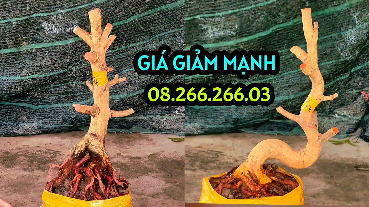 Giá Giảm Mạnh..ngày 9/3 📲0826626603 AN. Phôi mai Bonsai dáng Trực, Lắc, củ đế Vip Đặc. @AnChoGao 