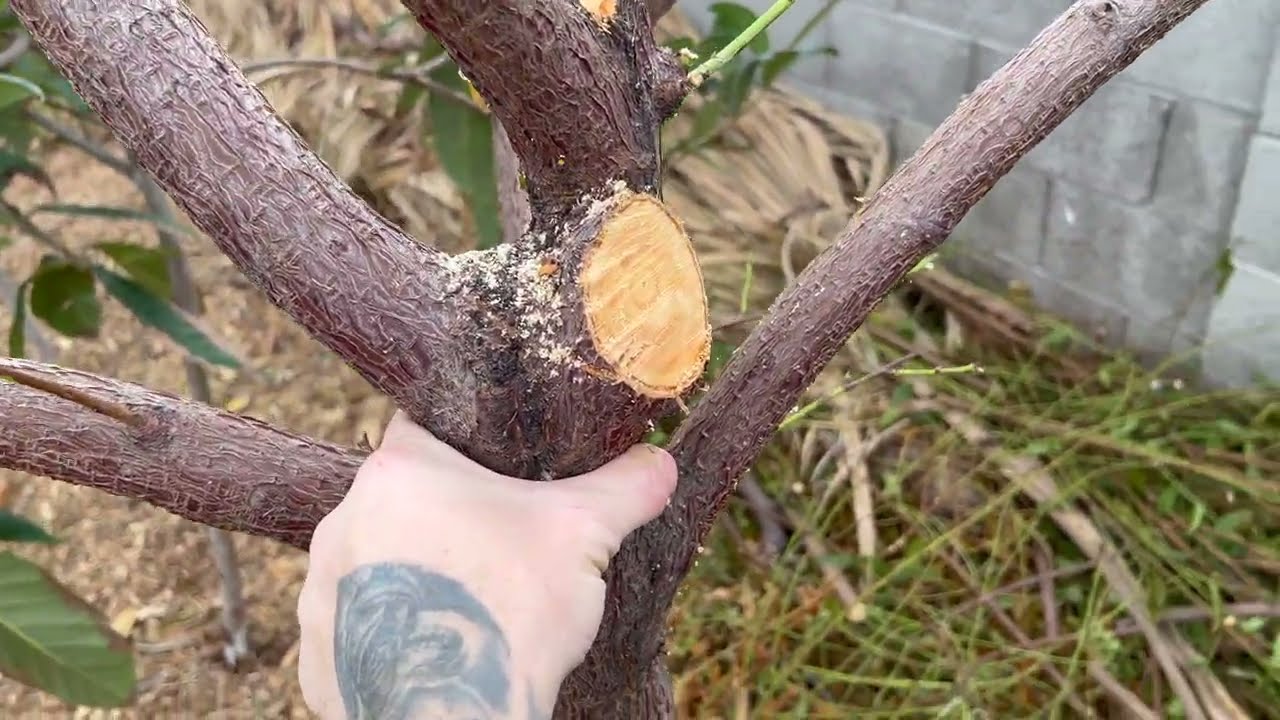 Pruning Fruit Trees Mesa, AZ Zone 10a