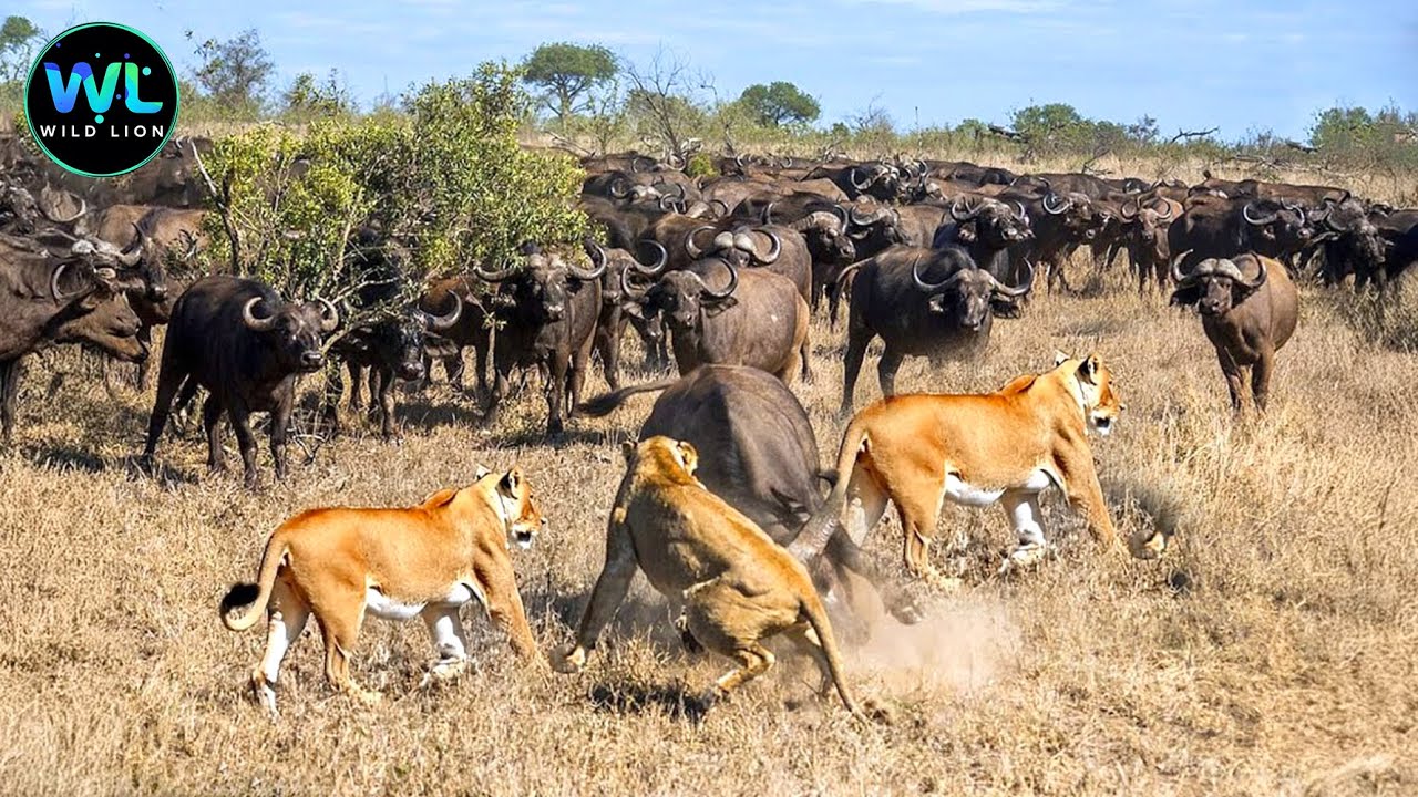 Wild Buffalo | Life or Death: Predator vs Prey in the African Savannah | Animals Documentary