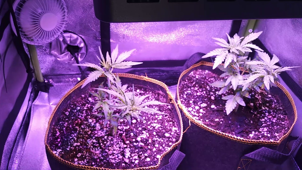 New grow! Critical Purple Autoflower. Day 28. Growers Choice Seeds