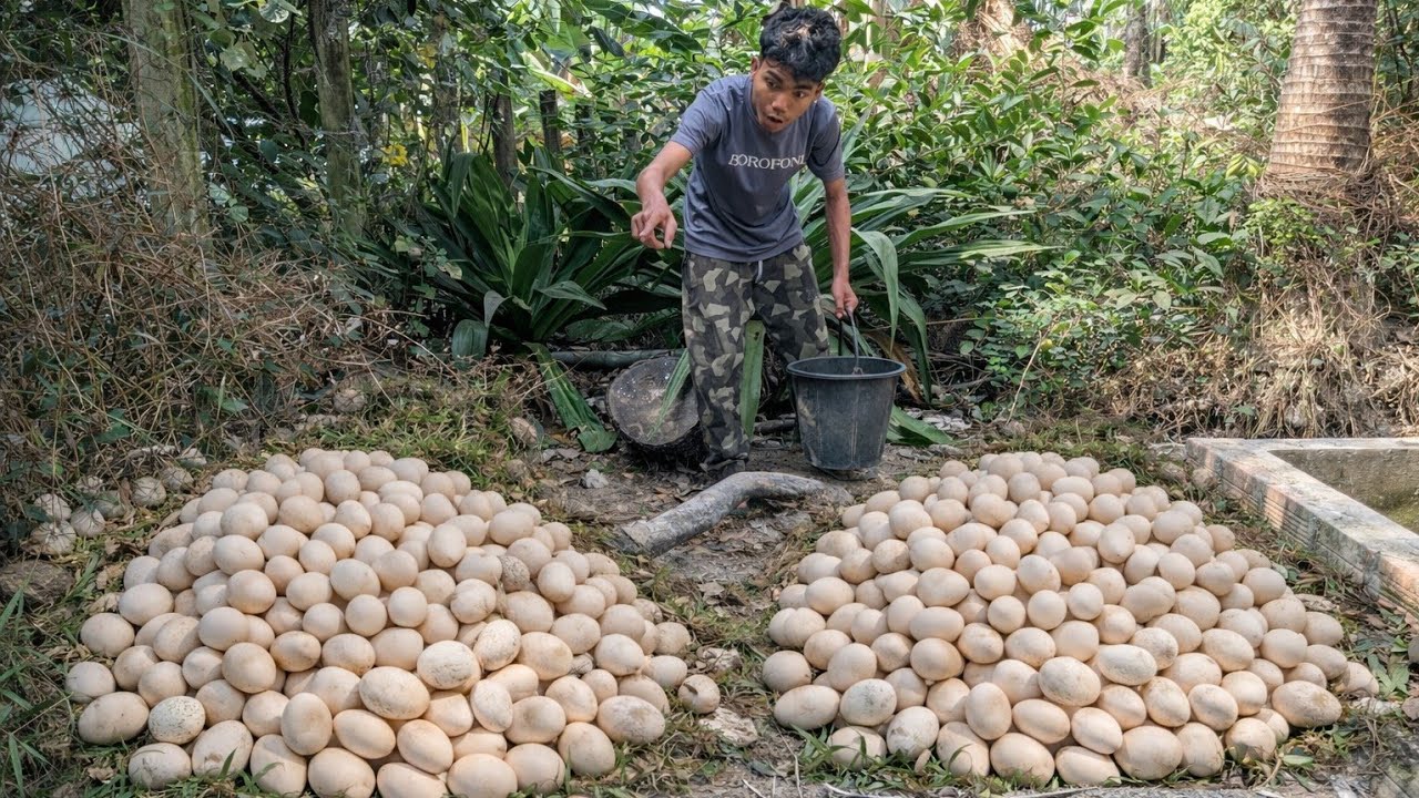 Amazing Harvesting Lots of Duck Eggs Near the House By a Skilled Farmer