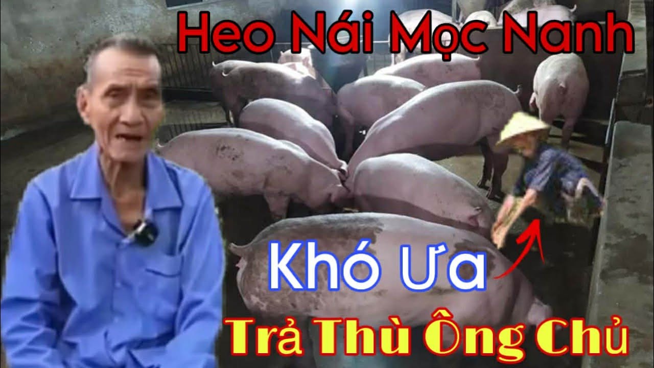 Heo Nái Mọc Nanh Khó Ưa Trả Thù Ông Chủ...