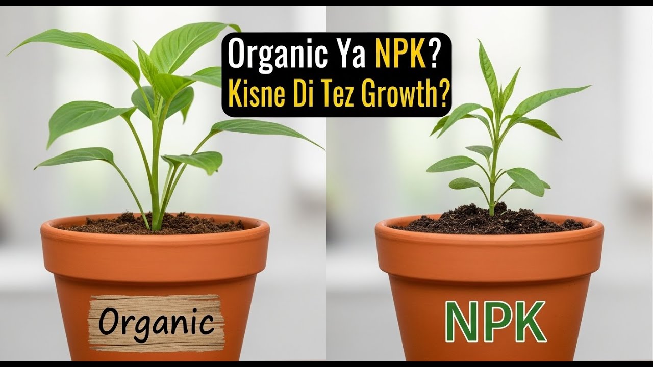 Organic vs Chemical NPK Fertilizer | Growth Comparison Experiment in Kitchen Gardening