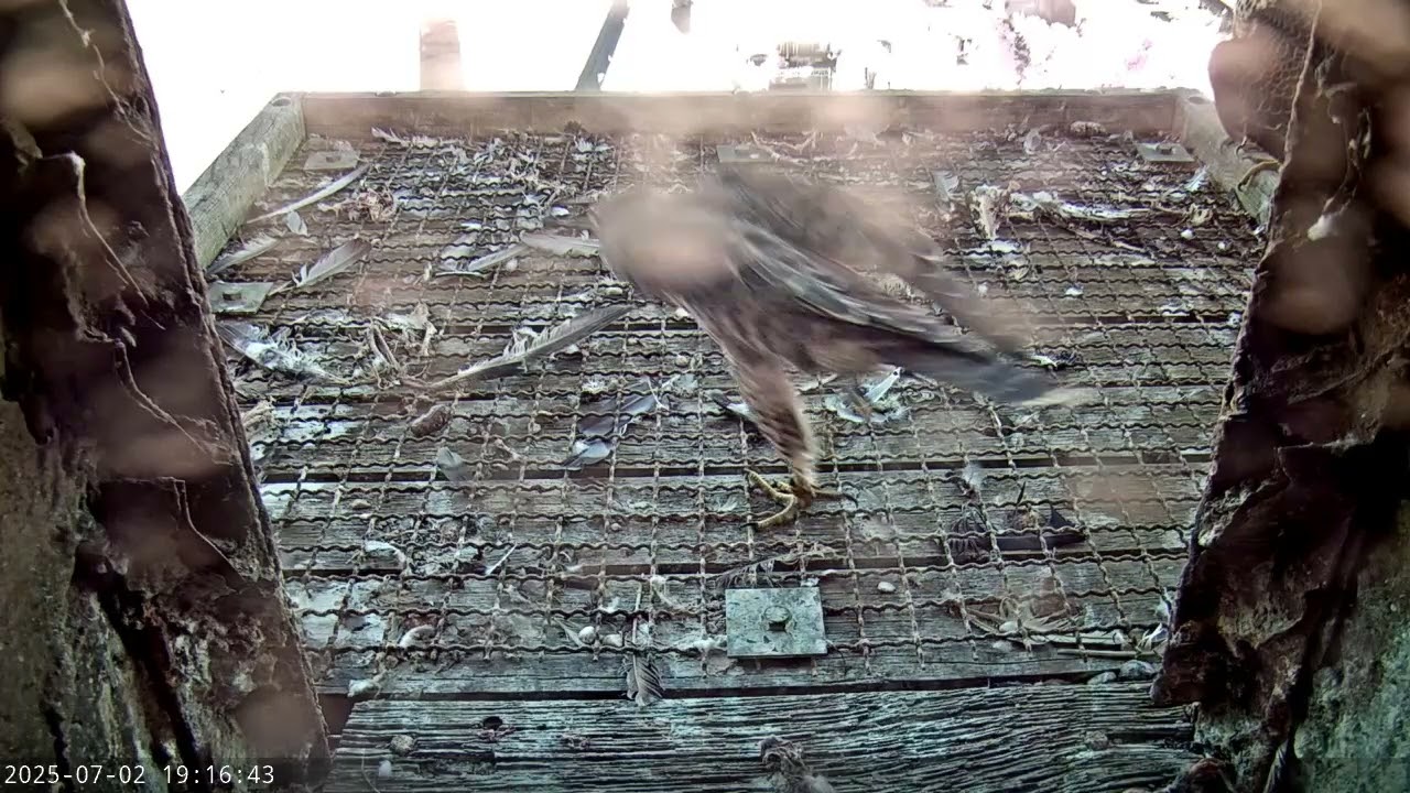 Młode sokoły wędrowne. KGHM Głogów.  2025 07 02 19 15 29 410 CEST