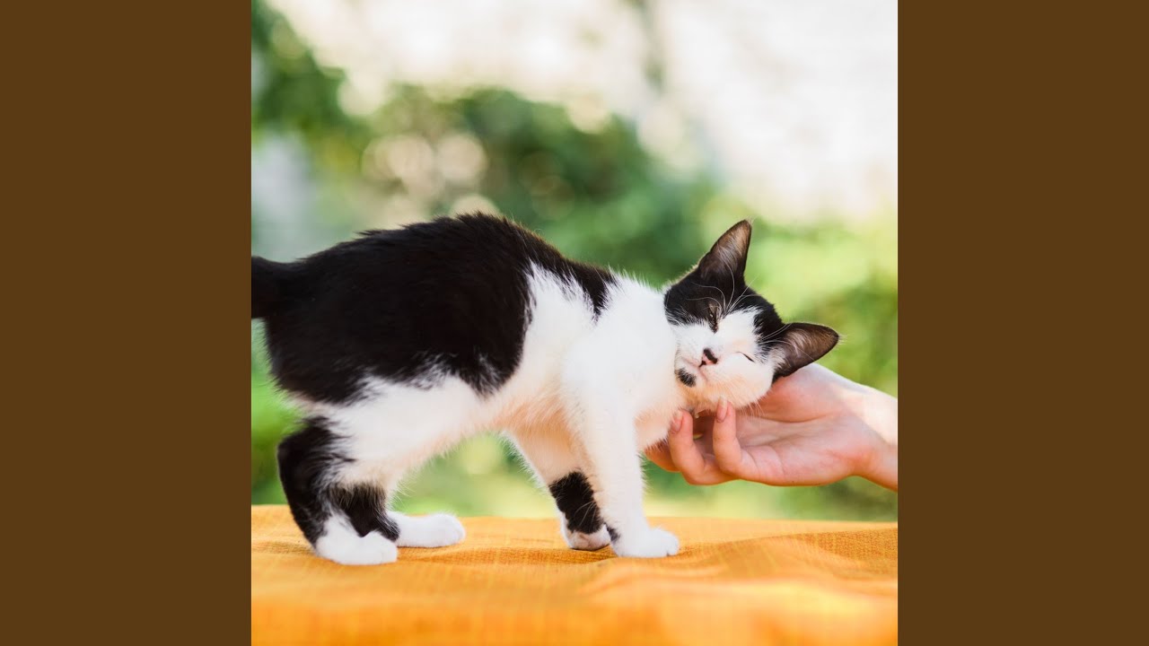 Puddles Entertain Curious Paws