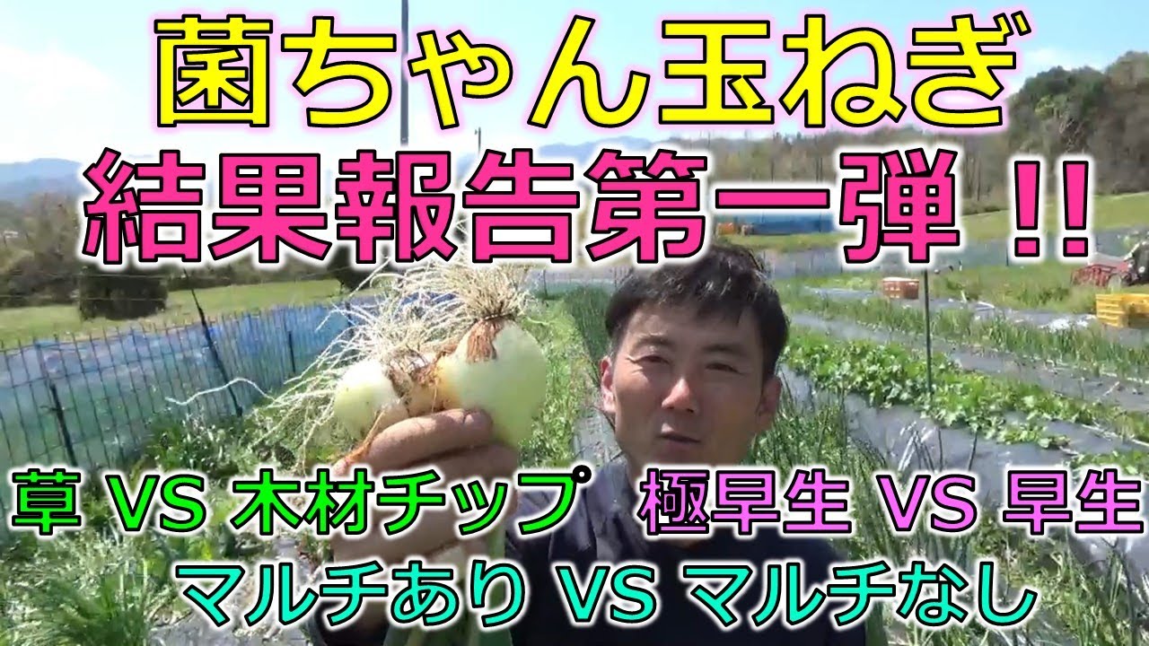 「菌ちゃんたまねぎ」を育てる！結果報告第一弾！　極早生 VS 早生　草 VS チップ　マルチあり VS マルチなし