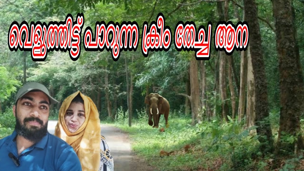 【﻿ചെമ്പനോടകാട്ടിൽ　ഒരു　ദിനം. ✌🐳  ആന-- ജോൺസൺ ചേട്ടൻ --പുഴയിലെ കുളി  ✋☹