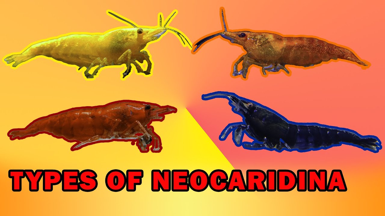 BEST SHRIMPS FOR START - types of neocaridina