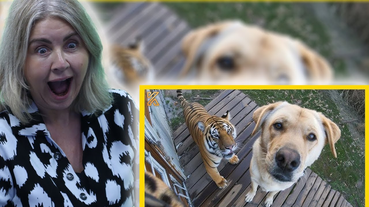BRITS React to When your dog brings home a friend 🙈🤣Funniest Dog Ever!