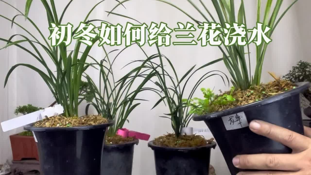 初冬如何给兰花浇水？怎样做到从“秋不干”到“冬不湿”的过渡 园艺师教你，从秋天到冬天的过渡时期如何给兰花浇水。#国兰 #兰花浇水