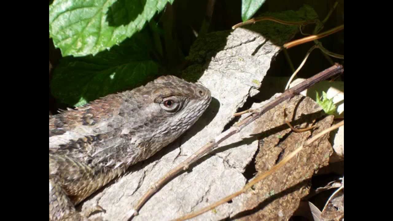 The Texas Spiny Lizard: A Garden Friend