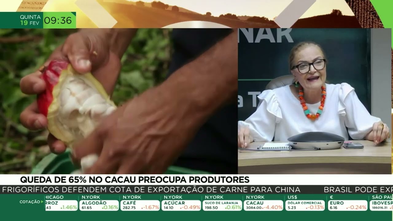 Queda de 65% no cacau preocupa produtores