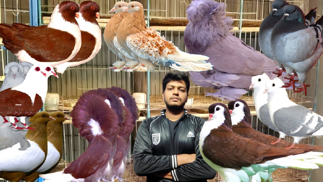 সময়ের সবচেয়ে জনপ্রিয় ফেন্সি কবুতর ক্রয় করুন #bdkhamar #kobutorkhamar #pigeonhouse #kabutar #birds 