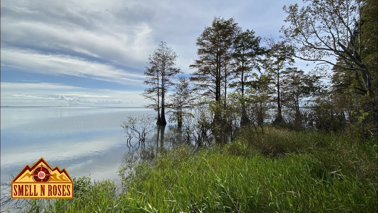 Pettigrew State Park Camping, Hiking, Biking ~ Phelps Lake
