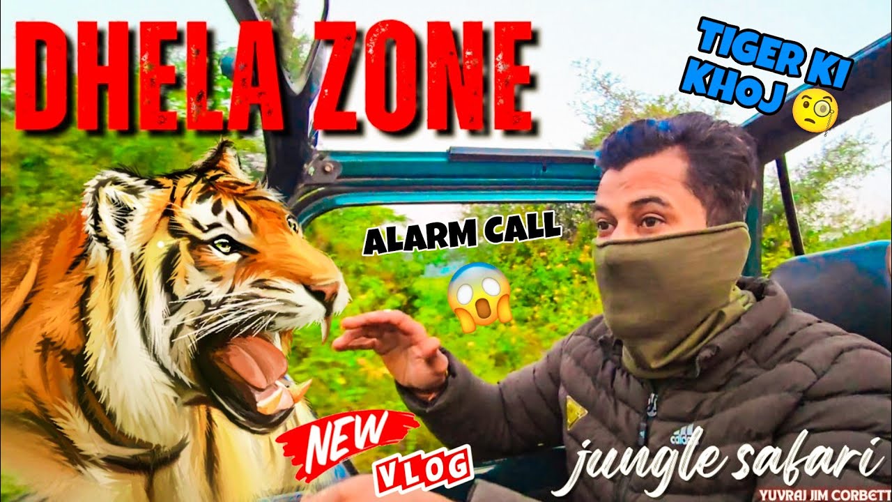 ALARM CALL SE KIYA TIGER KA PICHA DHELA ZONE SAFARI MAIN #yuvrajjimcorbett
