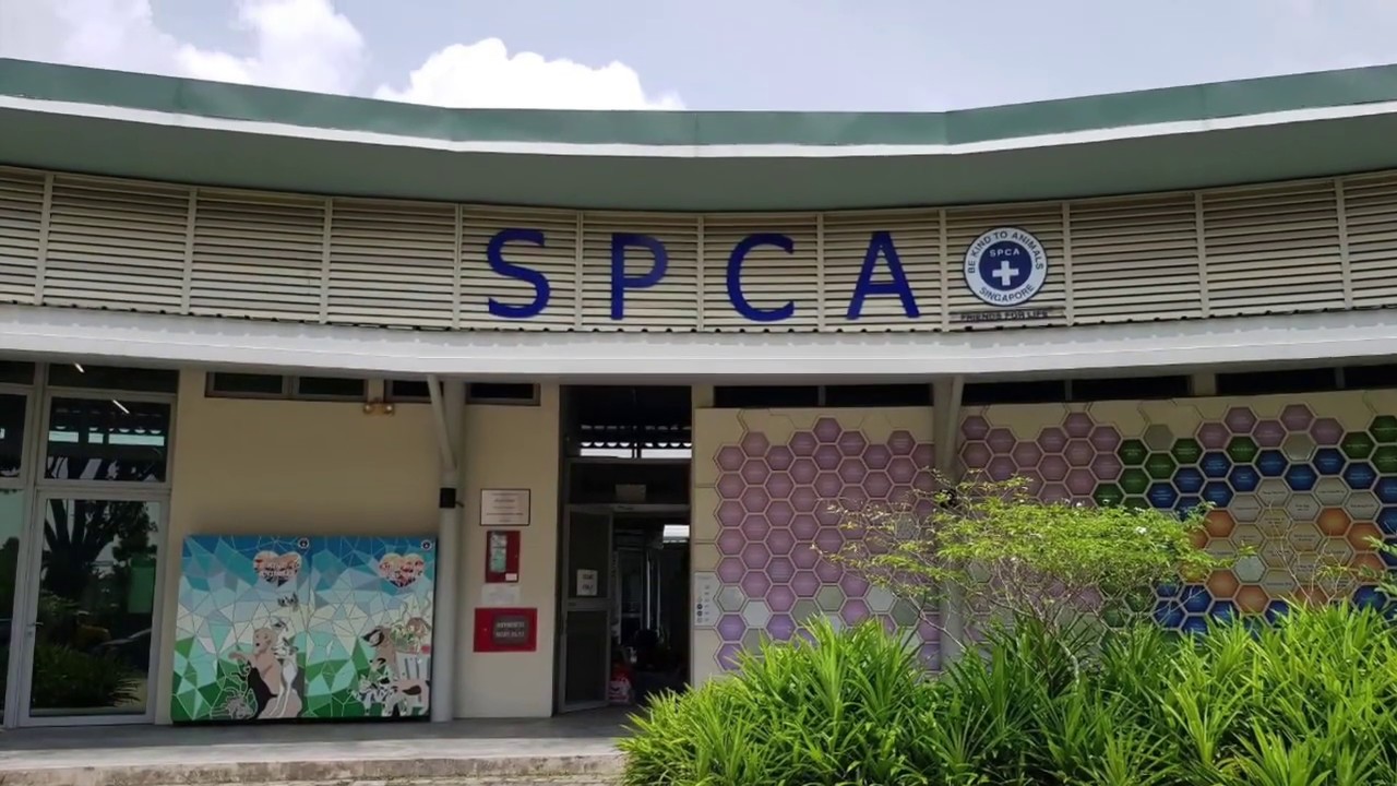 A Trip to an Animal Shelter in Singapore (SPCA) 2020
