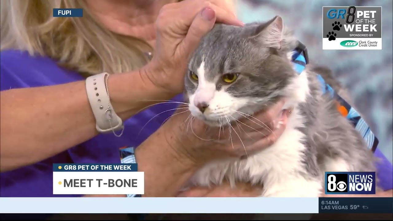 Introducing Gr8 Pet of the Week - T-Bone