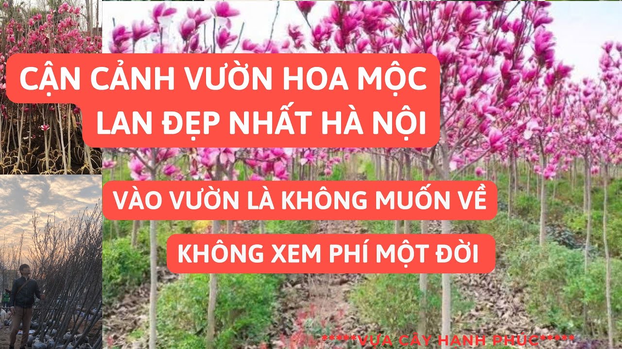 Vườn hoa Mộc Lan đẹp nhất Hà Nội có gì đặc biệt? Xuân 2025 sẽ khiến bạn trầm trồ!