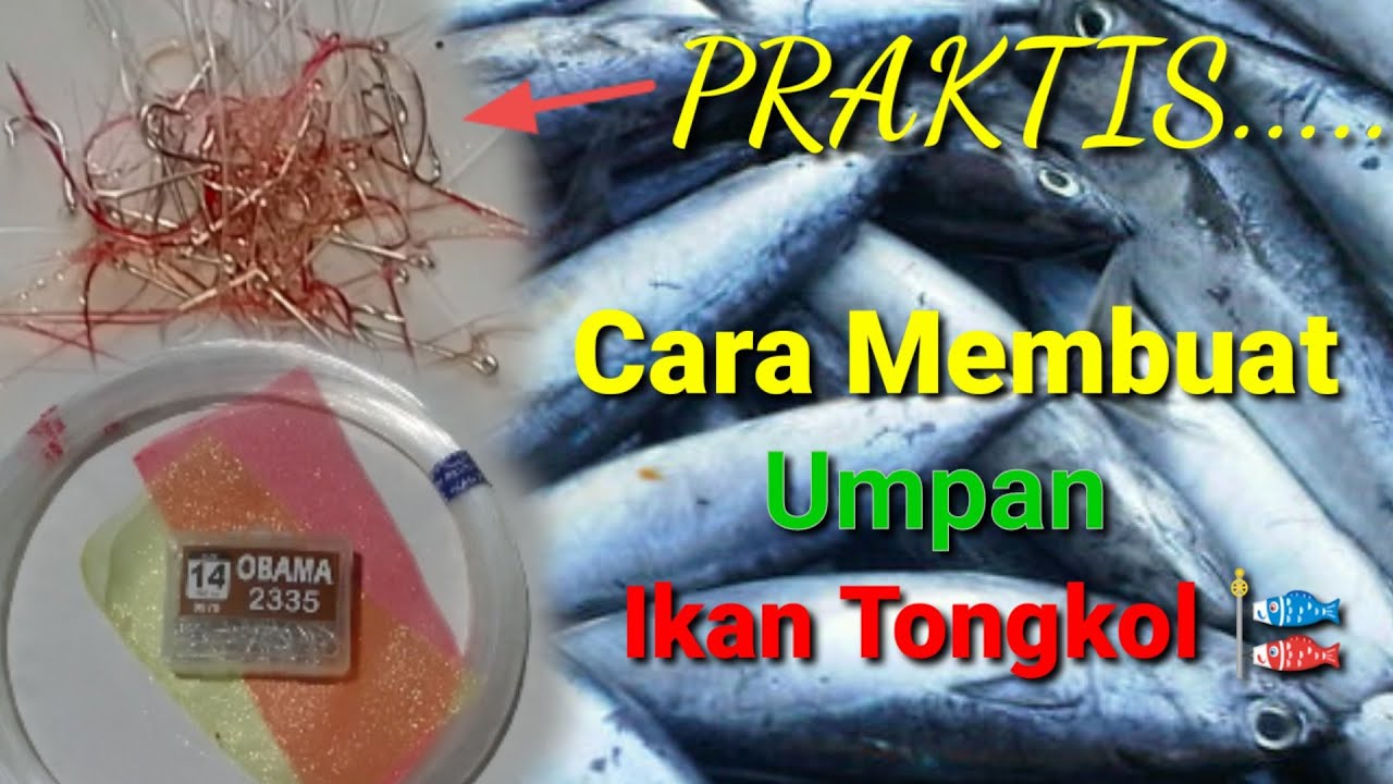 #PRAKTIS# Cara membuat umpan ikan Tongkol