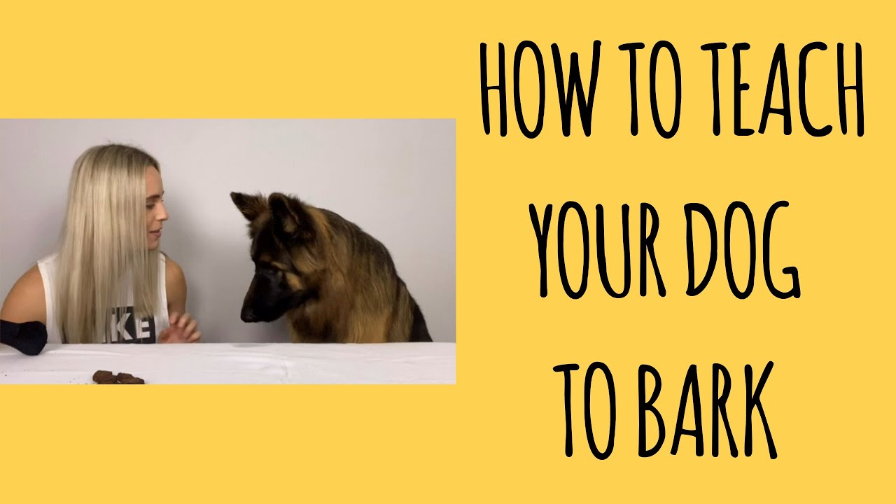 How to teach your dog to bark/speak on command