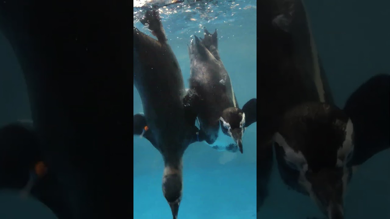 So cute Penguins 😍#enjoy #aquarium #manilaattractions #happy#shorts  #penguin#manilaoceanpark